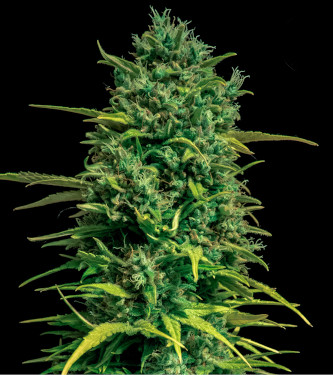 Auto Tropical Coconut > Bulk Seed Bank