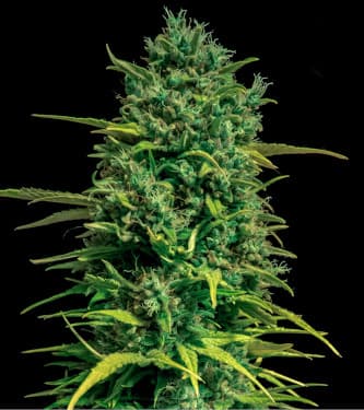 Auto Tropical Coconut > Bulk Seed Bank | Autoflowering Hanfsamen  |  Indica