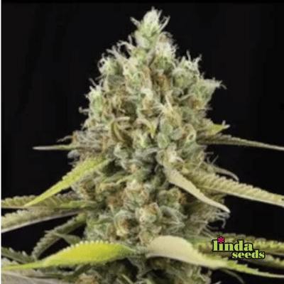 Auto Tropicana Cookies Seed > Linda Seeds | Autoflowering Cannabis   |  Indica