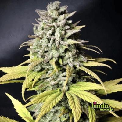 Auto Tropicana Cookies Seed > Linda Seeds | Autoflowering Cannabis   |  Indica
