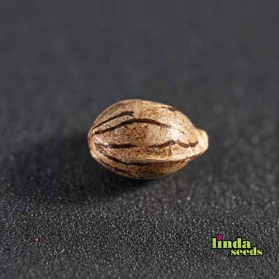 Auto Tropicana Cookies Seed > Linda Seeds | Autoflowering Cannabis   |  Indica