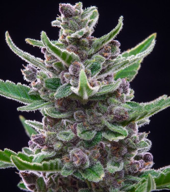 Auto Tropicanna Cookies > Fast Buds Company | Autoflowering Cannabis   |  Hybrid