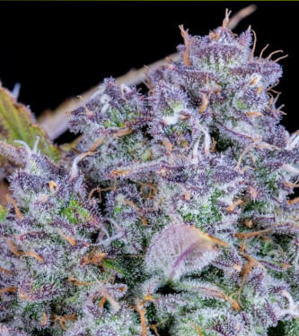 Auto Tropicanna Cookies > Fast Buds Company | Autoflowering Cannabis   |  Hybrid