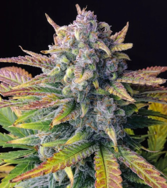 Auto Tropicanna Cookies > Fast Buds Company | Autoflowering Cannabis   |  Hybrid