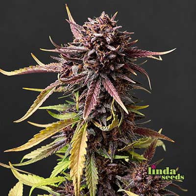 Auto Tropicana Cookies Seed > Linda Seeds | Autoflowering Cannabis   |  Indica