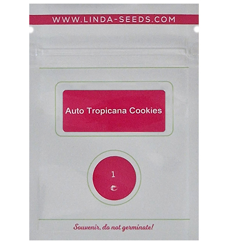 Auto Tropicana Cookies > Linda Seeds | Semillas autoflorecientes  |  Indica