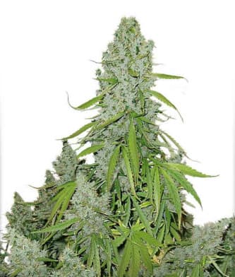 Auto Ultimate > Dutch Passion | Autoflowering Cannabis   |  Hybrid