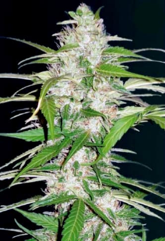 Auto Ultra Power Plant > Victory Seeds | Autoflowering Hanfsamen  |  Hybrid