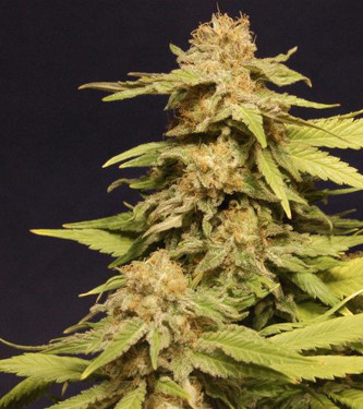 Auto Vision Caramello > Vision Seeds