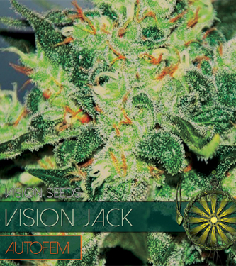 Auto Vision Jack > Vision Seeds | Graines Autofloraison  |  Indica
