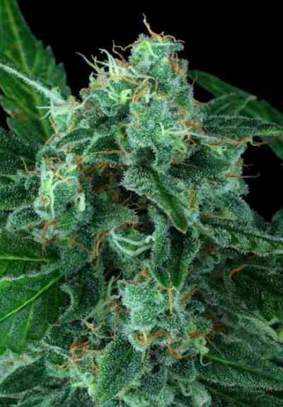 Auto Wappa > Paradise Seeds | Graines Autofloraison  |  Hybride