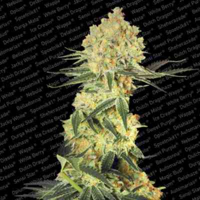 Auto Collection Pack #1 > Paradise Seeds | Autoflowering Cannabis   |  Hybrid