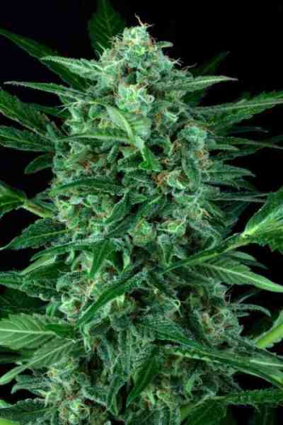 Auto Wappa > Paradise Seeds | Autoflowering Cannabis   |  Hybrid