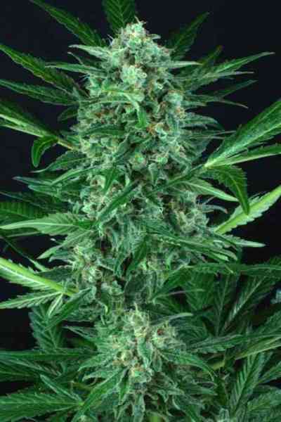 Auto Wappa > Paradise Seeds | Autoflowering Cannabis   |  Hybrid