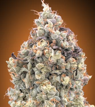 Auto Watermelon OG > Advanced Seeds | Autoflowering Cannabis   |  Hybrid