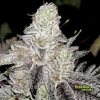 Auto Wedding Cake graines > Linda Seeds | NOS RECOMMANDATIONS DE GRAINES DE CANNABIS  |  Graines de Cannabis à prix bas