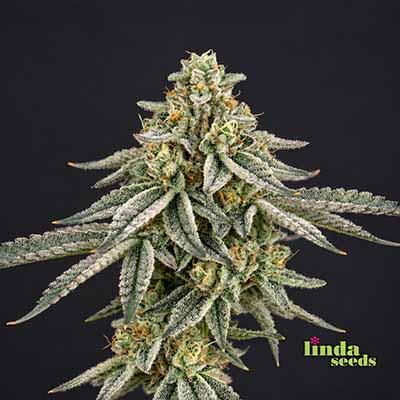 Auto Wedding Cake semilla > Linda Seeds | NUESTRAS RECOMENDACIONES DE SEMILLAS DE MARIHUANA  |  Semillas Baratas