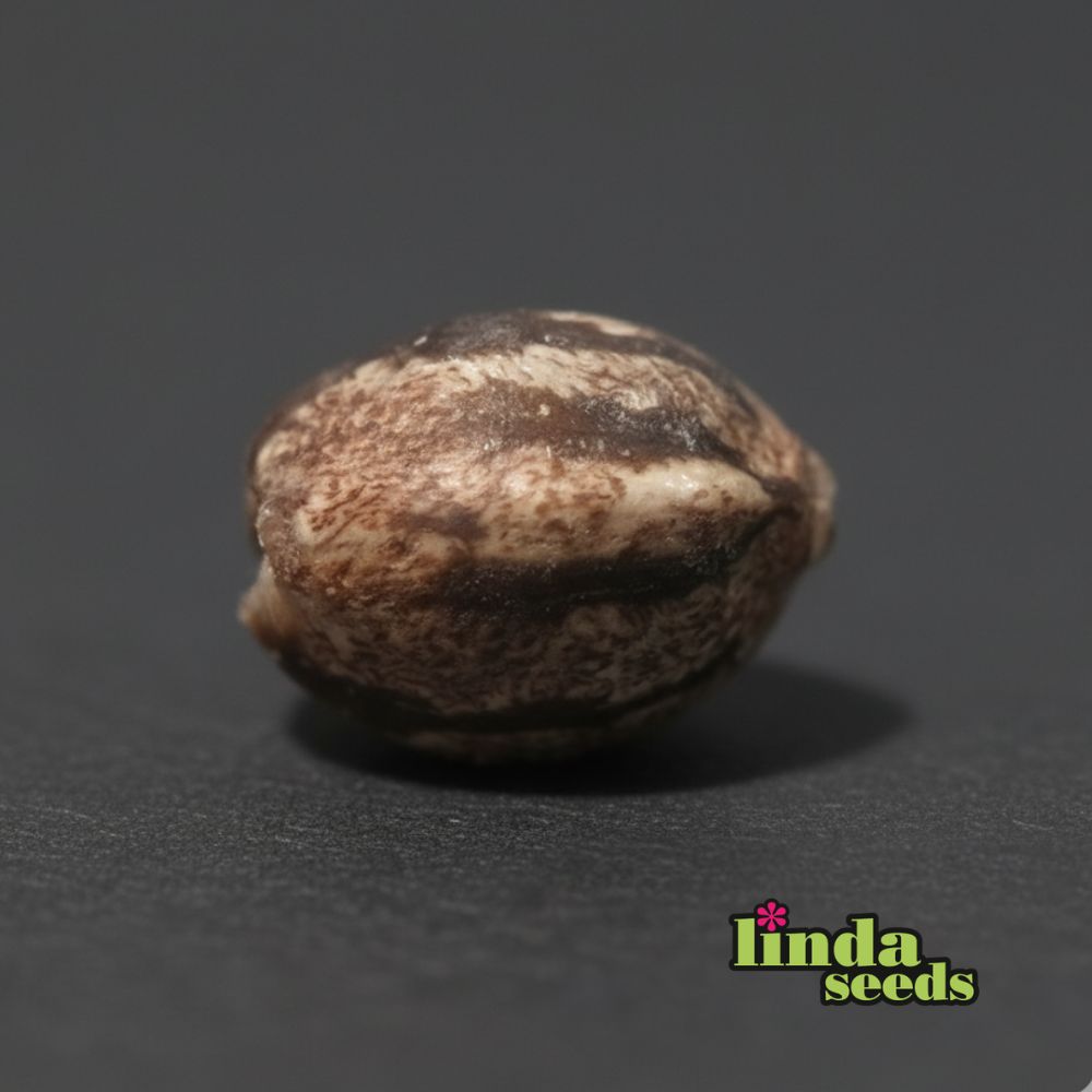 Auto Wedding Cake graines > Linda Seeds | NOS RECOMMANDATIONS DE GRAINES DE CANNABIS  |  Graines de Cannabis à prix bas