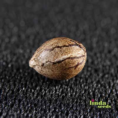 Auto Wedding Cake semilla > Linda Seeds | NUESTRAS RECOMENDACIONES DE SEMILLAS DE MARIHUANA  |  Semillas Baratas