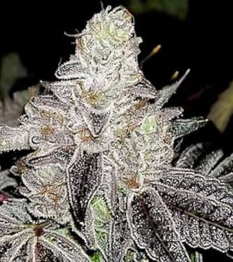 Auto Wedding Cake > Linda Seeds | Hanfsamen Empfehlungen  |  Günstige Hanfsamen