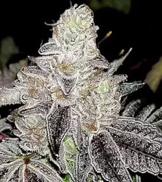 Auto Wedding Cake graines > Linda Seeds | NOS RECOMMANDATIONS DE GRAINES DE CANNABIS  |  Graines de Cannabis à prix bas
