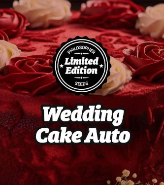 Auto Wedding Cake > Philosopher Seeds | Autoflowering Hanfsamen  |  Hybrid
