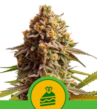 Auto Wedding Cake > Royal Queen Seeds | Semillas autoflorecientes  |  Índica