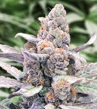 Auto Wedding Crasher > High Speed Buds | Graines Autofloraison  |  Hybride