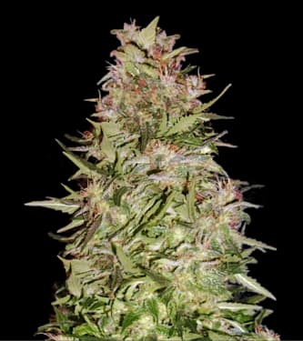 Auto White Prussian > Bulk Seed Bank | Semillas autoflorecientes  |  Híbrido