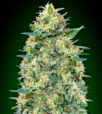 Automatic Collection #4 > 00 Seeds Bank | Autoflowering Hanfsamen  |  Indica