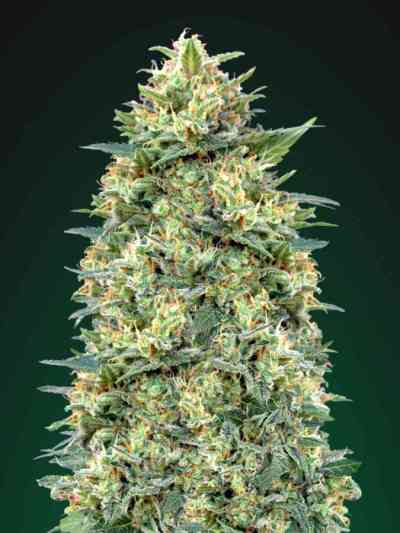 Auto White Widow > 00 Seeds Bank | Autoflowering Cannabis   |  Hybrid