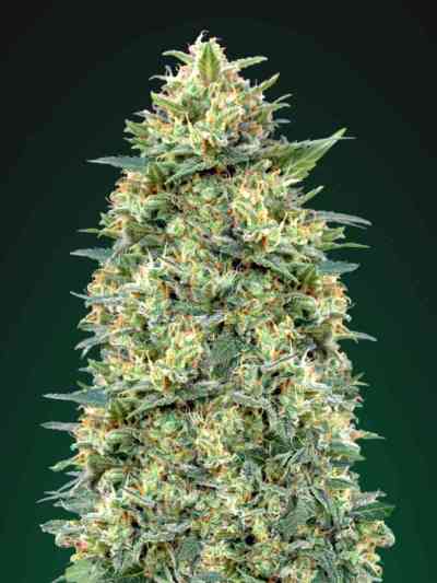 Auto White Widow > 00 Seeds Bank | Graines Autofloraison  |  Hybride