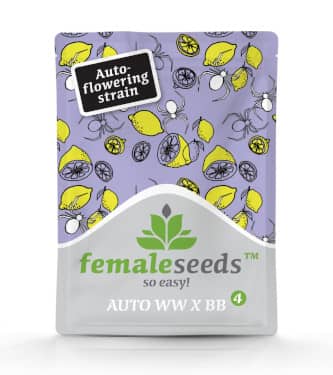 Auto White Widow x Big Bud > Female Seeds | Autoflowering Hanfsamen  |  Indica