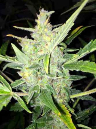 Auto White Widow x Big Bud > Female Seeds | Autoflowering Hanfsamen  |  Indica