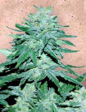 Auto White Widow x Big Bud > Female Seeds | Graines Autofloraison  |  Indica