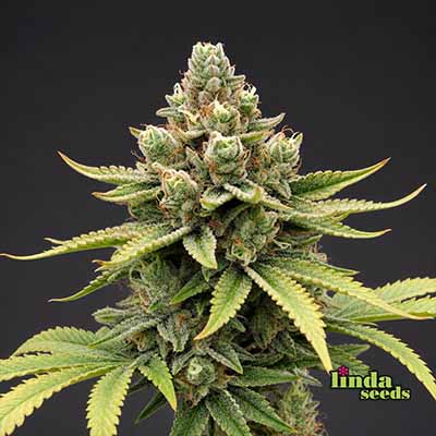Auto White Widow Samen > Linda Seeds | Hanfsamen Empfehlungen  |  Günstige Hanfsamen