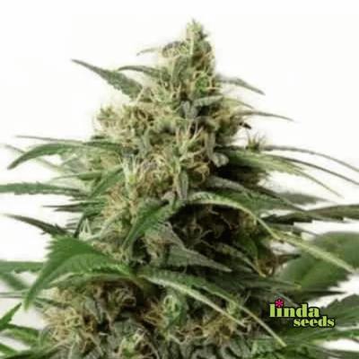 Auto White Widow Seed > Linda Seeds | Cannabis seeds recommendations  |  Cheap Cannabis
