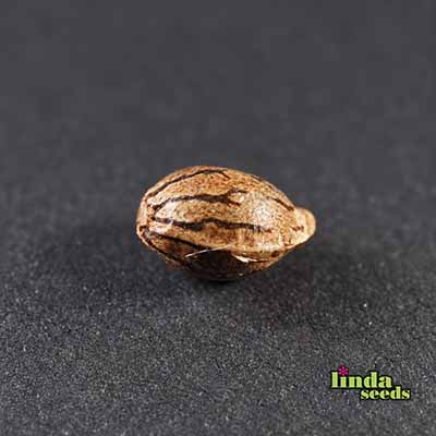 Auto White Widow Samen > Linda Seeds | Hanfsamen Empfehlungen  |  Günstige Hanfsamen
