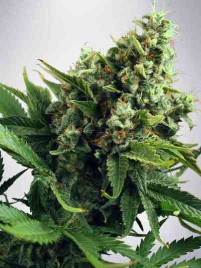 Auto White Widow semilla > Ministry Of Cannabis | Semillas autoflorecientes  |  Híbrido