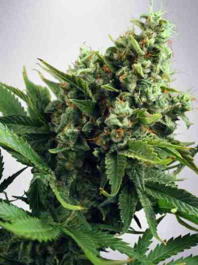 Auto White Widow graines > Ministry Of Cannabis | Graines Autofloraison  |  Hybride