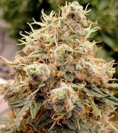 Auto White Widow > Dutch Passion | Autoflowering Cannabis   |  Indica
