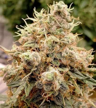 Auto White Widow > Dutch Passion | Semillas autoflorecientes  |  Índica