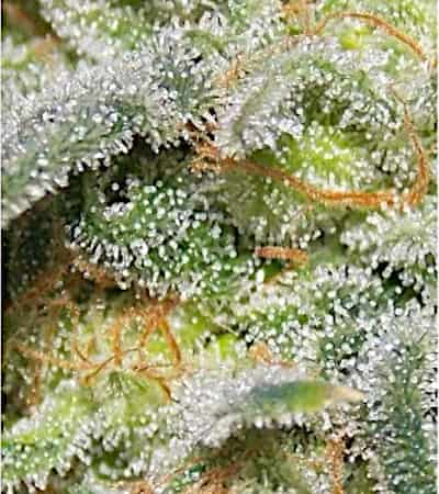 Auto White Widow > Dutch Passion | Semillas autoflorecientes  |  Índica