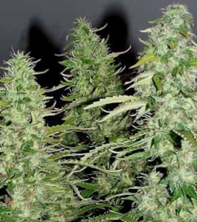 Auto White Widow > Dutch Passion | Autoflowering Cannabis   |  Indica