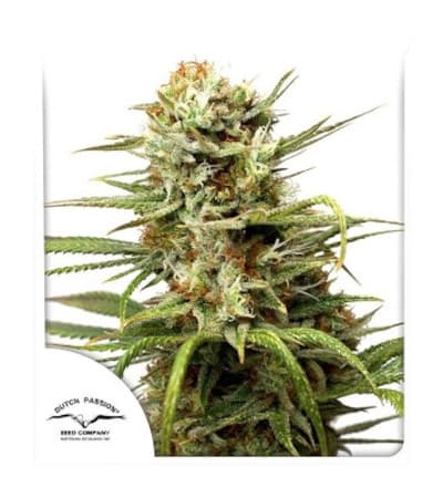 Auto White Widow > Dutch Passion | Semillas autoflorecientes  |  Índica