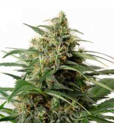 Auto White Widow > Linda Seeds | Recomendaciones para las semillas de cannabis  |  Semillas Baratas