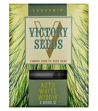 Auto White Widow > Victory Seeds | Autoflowering Hanfsamen  |  Indica