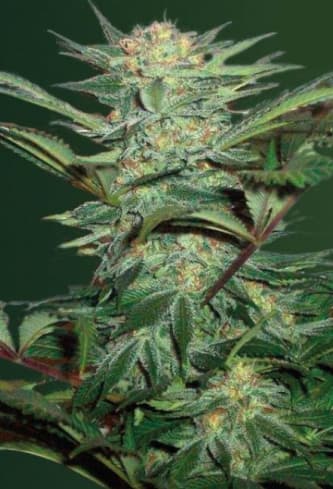 Auto White Widow > Victory Seeds | Autoflowering Hanfsamen  |  Indica