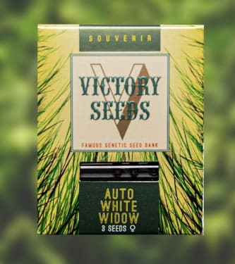 Auto White Widow > Victory Seeds | Semillas autoflorecientes  |  Indica