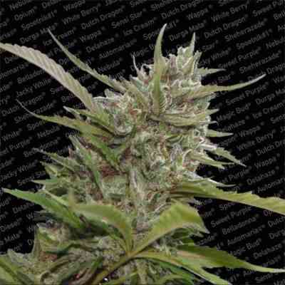 Auto Collection Pack #1 > Paradise Seeds | Autoflowering Cannabis   |  Hybrid